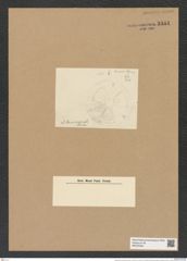 Actinoptychus oamaruensis Grun. (de-Toni-Nr.: Genus 227, Species 5593) Zeichnungen Sammlung Grunow Nr. 9484 (NHMW-BOT-W0379456)